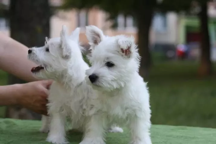 West Highland White Terrier (66 ຮູບພາບ): ລາຍລະອຽດຂອງຫມາສີຂາວ, pluses ແລະ minuses ຂອງສາຍພັນ. ວິທີການເລືອກ puppies? ໂພຊະນາການແລະລັກສະນະ. ການທົບທວນຄືນເປັນເຈົ້າຂອງ 23058_62