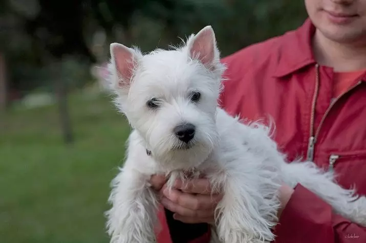 West Highland White Terrier（66枚の写真）：白い犬の説明品種の説明。子犬を選ぶ方法は？栄養とキャラクター。所有権のレビュー 23058_64