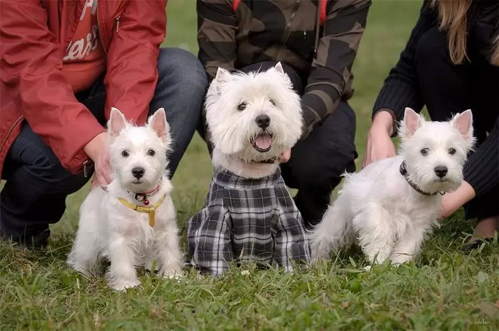 West Highland White Terrier (66 fotos): Descrición de cans brancos, vantaxes e mínimos da raza. Como elixir cachorros? Nutrición e carácter. Revisións de propiedade 23058_66