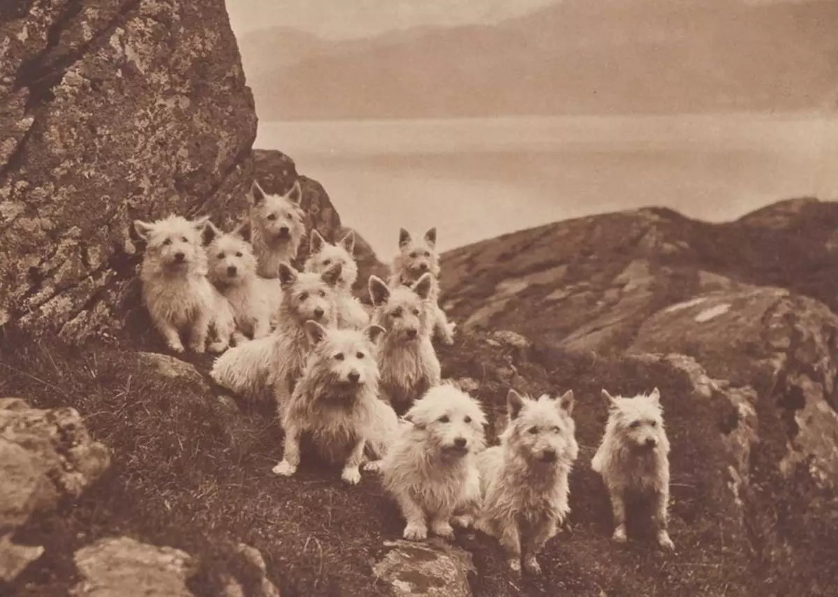 West Highland White Terrier (66 장의 사진) : 품종의 화이트 개, 플러스 및 빼기에 대한 설명. 강아지를 선택하는 방법? 영양 및 특성. 소유권 리뷰 23058_8