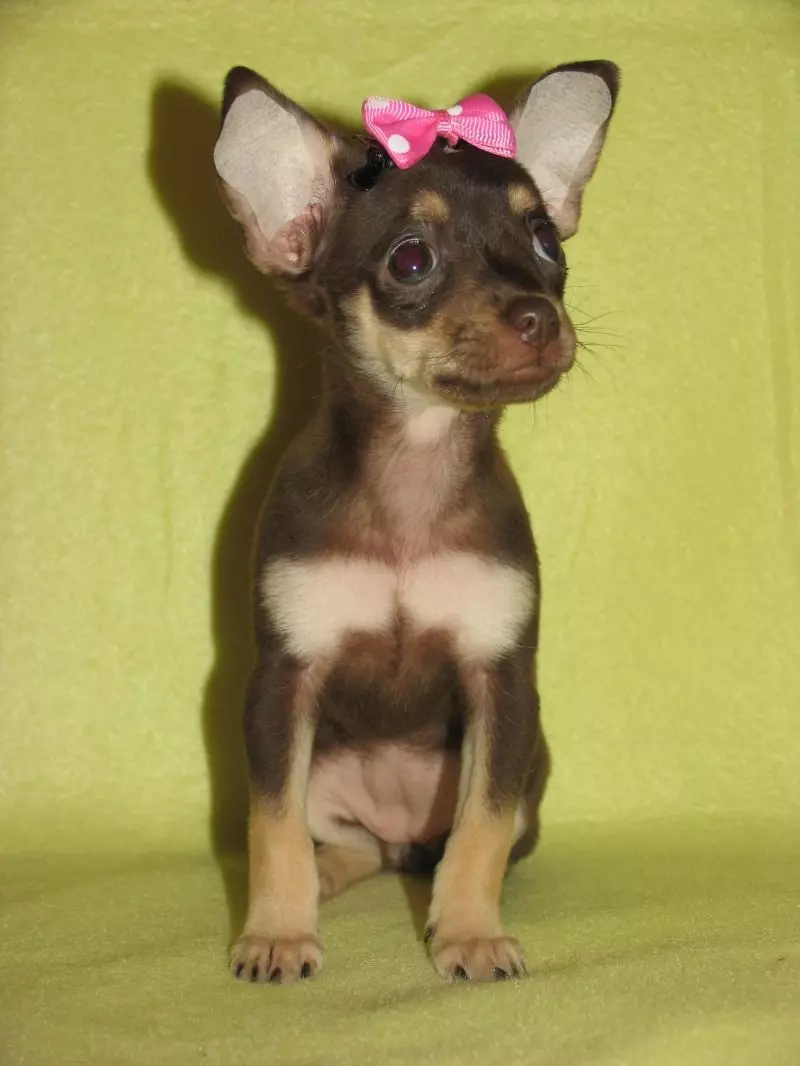 Klikken voor Toy Terrier: Populaire namen voor meisjes en jongens, topnamen voor hond kleine rassen 23059_6