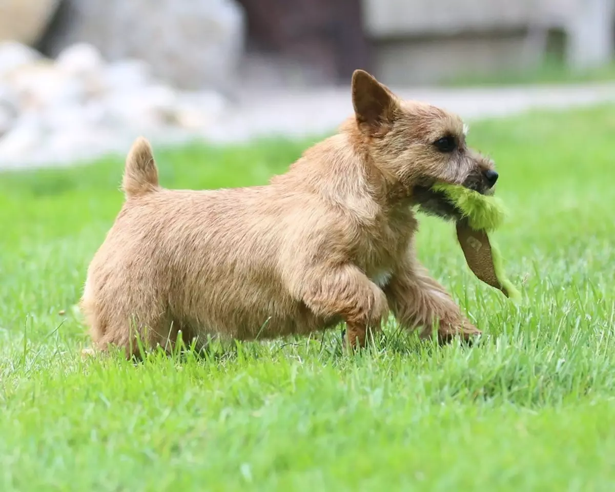 Norwich Terrier（38枚の写真）：品種の説明、子犬の性格。トリミング方式賛否 23062_11