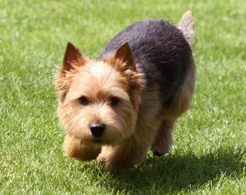Norwich Terrier (38 billeder): Beskrivelse af racen, karakteren af ​​hvalpe. Trimning ordning. Fordele og ulemper 23062_12