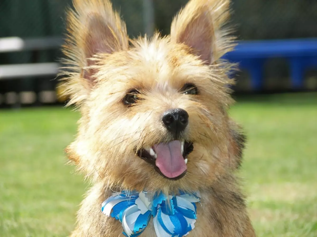 Norvich Terrier (38 ta rasm): zotning tavsifi, kuchuklarning xarakteri. Sxema sxemasi. Ijobiy va salbiy tomonlari 23062_15