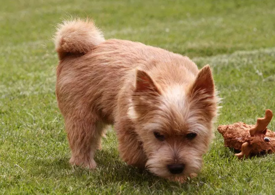 Norwich Terrier (38 fotos): Descripción de la raza, el carácter de los cachorros. Esquema de recorte. Pros y contras 23062_30