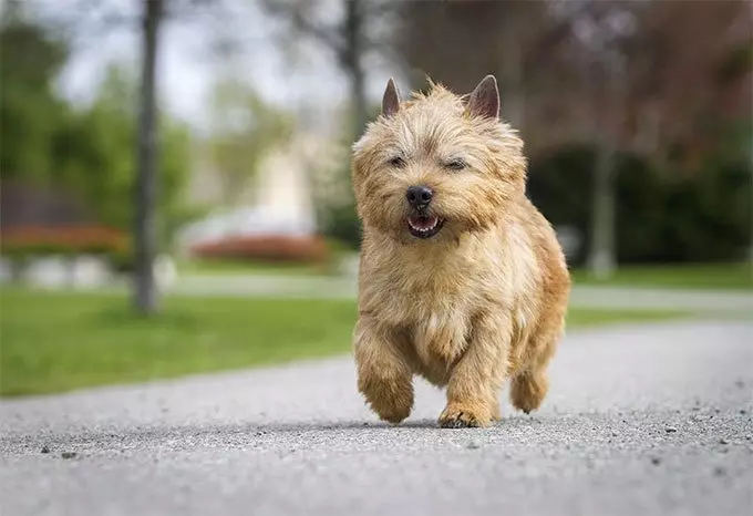 Norwich Terrier（38枚の写真）：品種の説明、子犬の性格。トリミング方式賛否 23062_35