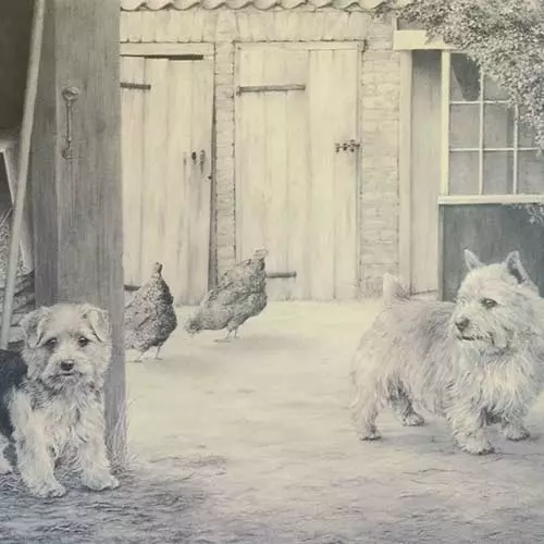 Norwich Terrier (38 φωτογραφίες): Περιγραφή της φυλής, ο χαρακτήρας των κουταβιών. Σχέδιο κοπής. Υπέρ και κατά 23062_4