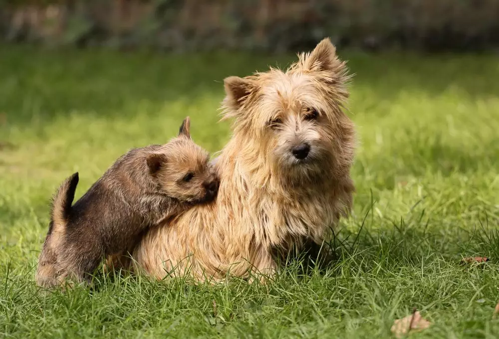 Norwich Terrier (38 fotos): Descripción de la raza, el carácter de los cachorros. Esquema de recorte. Pros y contras 23062_6