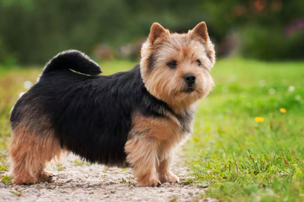 Norwich Terrier (38 fotos): Descripción de la raza, el carácter de los cachorros. Esquema de recorte. Pros y contras 23062_9