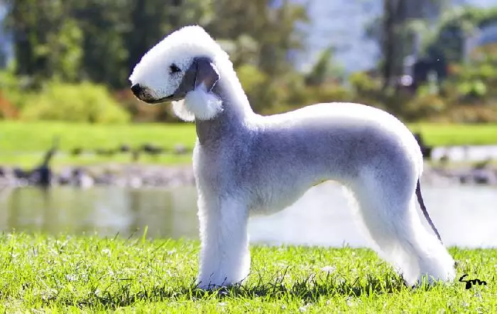 Bedlington Terrier (37 fotos): Descripció de la raça. Caràcter dels cadells. Tipus de gossos de cabells. Què els alimentar? 23064_10