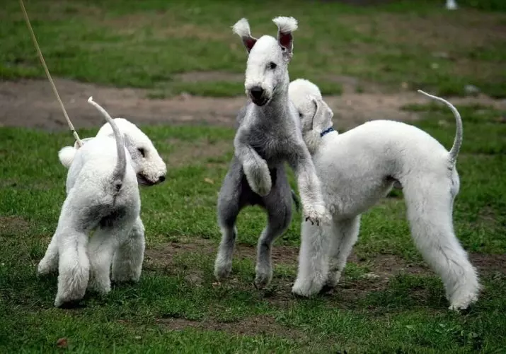 Bedlington Terrier (37 fotos): Descripció de la raça. Caràcter dels cadells. Tipus de gossos de cabells. Què els alimentar? 23064_12