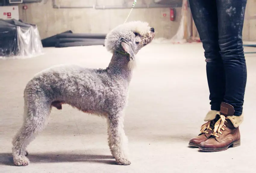 Bedlington Terrier (37 φωτογραφίες): Περιγραφή φυλής. Χαρακτήρα κουταβιών. Τύποι σκύλων κούρεμα. Τι να τα ταΐσει; 23064_14