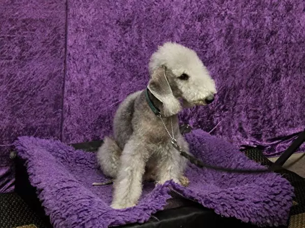 Bedlington Terrier (37 сурет): тұқым сипаттамасы. Күшіктердің сипаты. Иттердің шаш түрлерінің түрлері. Оларды не тамақтандыру керек? 23064_15