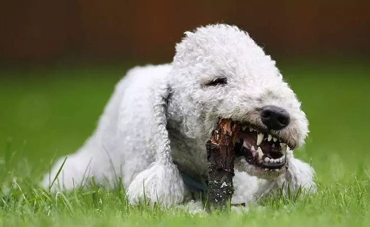 Bedlington Terrier (37 فوٹو): نسل کی وضاحت. puppies کے کردار. بال کٹوانے کے کتوں کی اقسام انہیں کھانا کھلانا کیا ہے؟ 23064_16