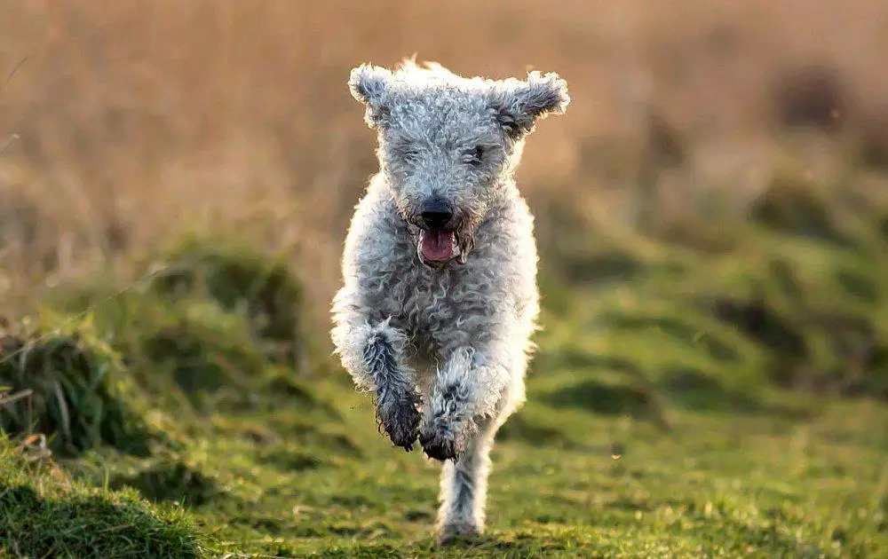 Bedlington Terrier (37 foto): Descrizione della razza. Carattere dei cuccioli. Tipi di cani da taglio. Cosa darli? 23064_17