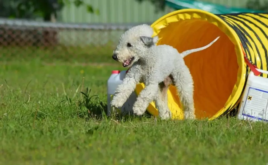 Bedlington Terrier (37 فوٹو): نسل کی وضاحت. puppies کے کردار. بال کٹوانے کے کتوں کی اقسام انہیں کھانا کھلانا کیا ہے؟ 23064_18