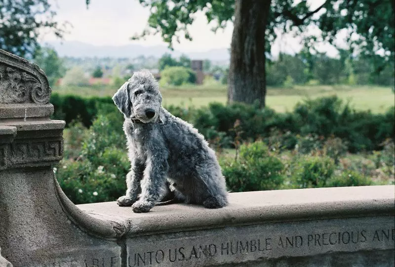 IBedlington Terrier (izithombe ezingama-37): Incazelo yohlobo. Umlingiswa wezingane. Izinhlobo zezinja zezinwele. Yini okufanele ubondle? 23064_19