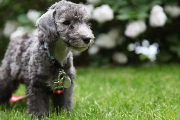 Bedlington Terrier (37 fotos): Raza Descrición. Carácter de cachorros. Tipos de cans de pelo. Que alimentas? 23064_2