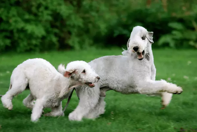 Bedlington Terrier (37 photos): Description de la race. Caractère des chiots. Types de chiens de coupe de cheveux. Quoi de les nourrir? 23064_20