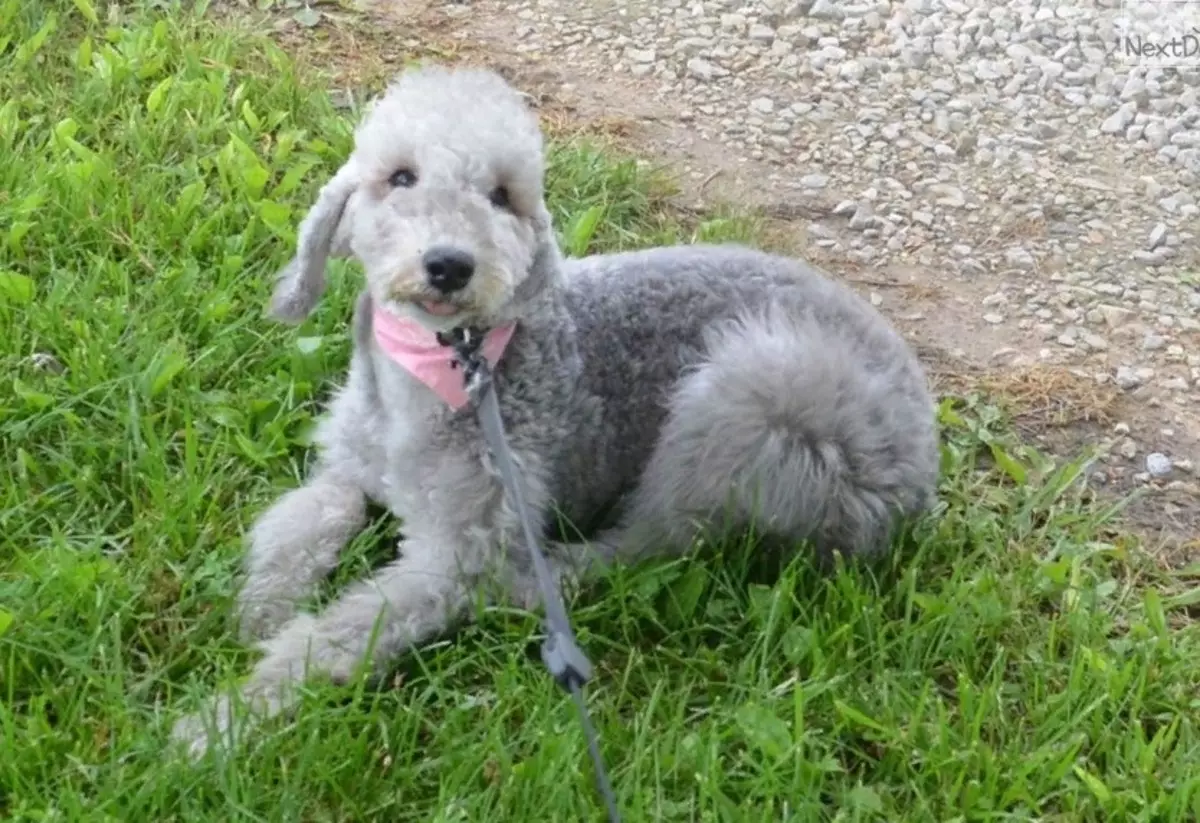 Bedlington Terrier（37張）：品種描述。小狗的特徵。理髮狗的類型。餵他們什麼？ 23064_21
