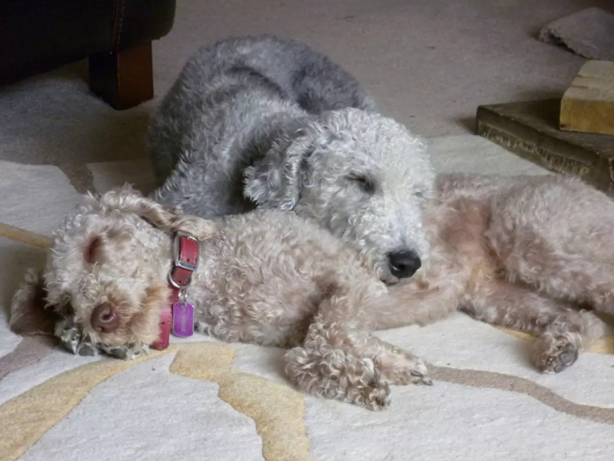 Bedlington Terrier (37 fotoj): Raso Priskribo. Karaktero de hundidoj. Tipoj de tondaj hundoj. Kion nutri ilin? 23064_22