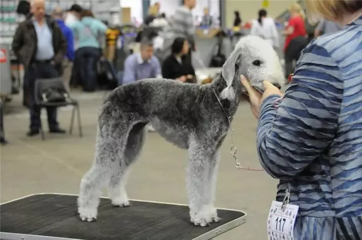 Bedlington Terrier (37 fotos): Raza Descrición. Carácter de cachorros. Tipos de cans de pelo. Que alimentas? 23064_24