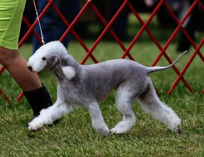 Bedlington Terrier (37 fotos): Raza Descrición. Carácter de cachorros. Tipos de cans de pelo. Que alimentas? 23064_25