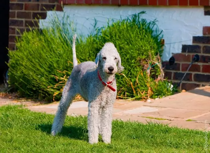Bedlington Terrier (37 fotos): Descripció de la raça. Caràcter dels cadells. Tipus de gossos de cabells. Què els alimentar? 23064_26