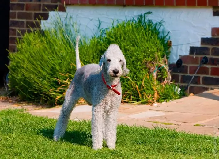 Bedlington Terrier (37 រូបថត): ការពិពណ៌នាពូជ។ ចរិតរបស់កូនឆ្កែ។ ប្រភេទនៃឆ្កែកាត់សក់។ អ្វីដែលត្រូវចិញ្ចឹមពួកគេ? 23064_26