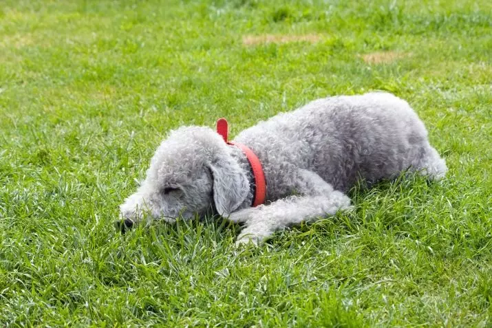 Bedlington Terrier (37 fotos): Descripció de la raça. Caràcter dels cadells. Tipus de gossos de cabells. Què els alimentar? 23064_27