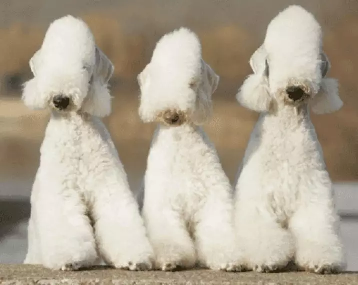 Bedlington Terrier (37 fotos): Descripció de la raça. Caràcter dels cadells. Tipus de gossos de cabells. Què els alimentar? 23064_28