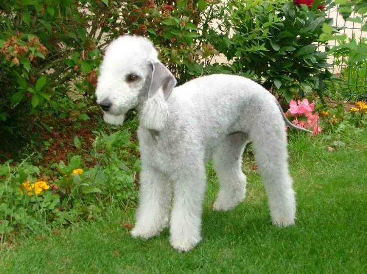 Bedlington Terrier（37張）：品種描述。小狗的特徵。理髮狗的類型。餵他們什麼？ 23064_29