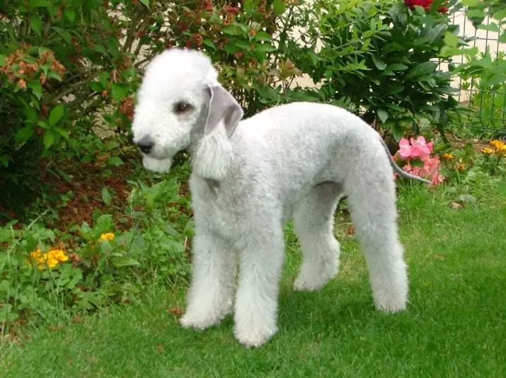 Bedlington Terrier (37 φωτογραφίες): Περιγραφή φυλής. Χαρακτήρα κουταβιών. Τύποι σκύλων κούρεμα. Τι να τα ταΐσει; 23064_29