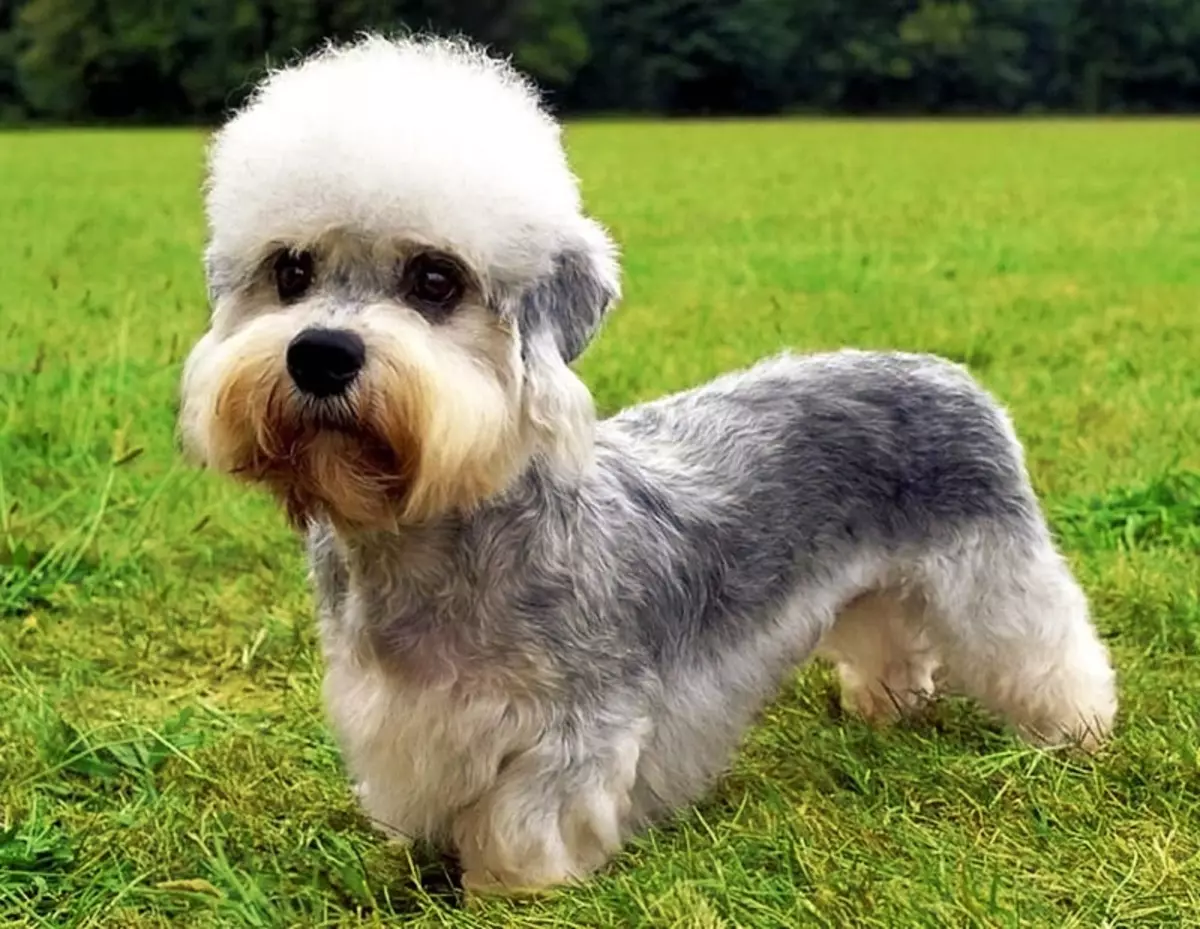 Bedlington Terrier (37 сурет): тұқым сипаттамасы. Күшіктердің сипаты. Иттердің шаш түрлерінің түрлері. Оларды не тамақтандыру керек? 23064_3