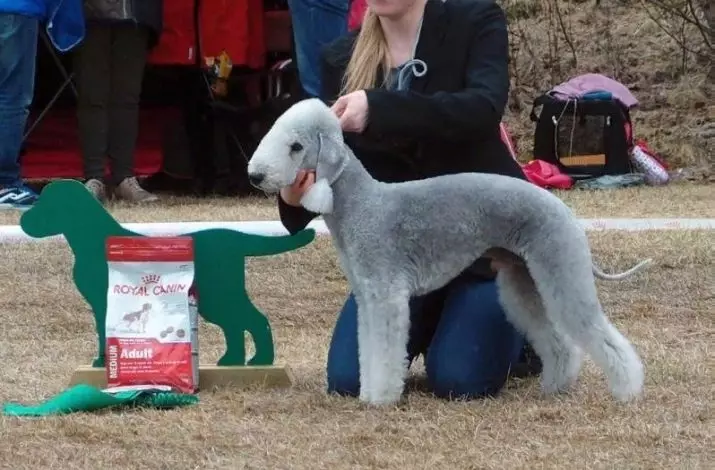 Bedlington Terrier (37 fotos): Descripció de la raça. Caràcter dels cadells. Tipus de gossos de cabells. Què els alimentar? 23064_32