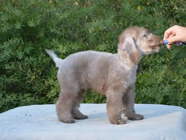 Bedlington Terrier (37 сурет): тұқым сипаттамасы. Күшіктердің сипаты. Иттердің шаш түрлерінің түрлері. Оларды не тамақтандыру керек? 23064_33