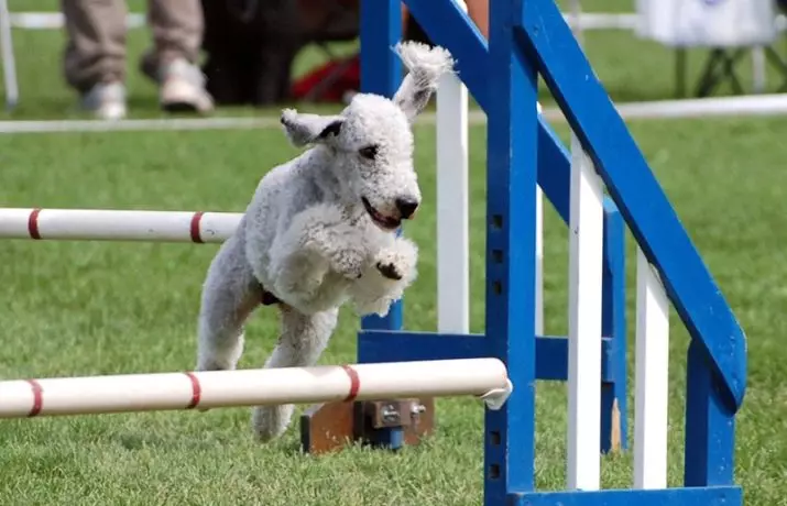 Bedlington Terrier (37 сурет): тұқым сипаттамасы. Күшіктердің сипаты. Иттердің шаш түрлерінің түрлері. Оларды не тамақтандыру керек? 23064_34