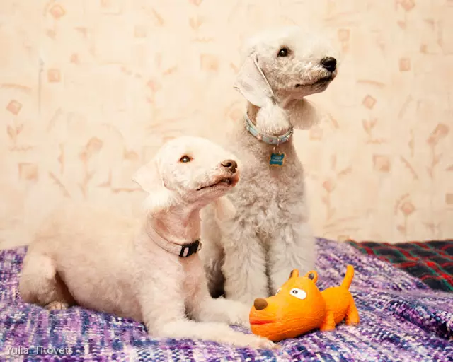 Bedlington Terrier (37 foto): Descrizione della razza. Carattere dei cuccioli. Tipi di cani da taglio. Cosa darli? 23064_35