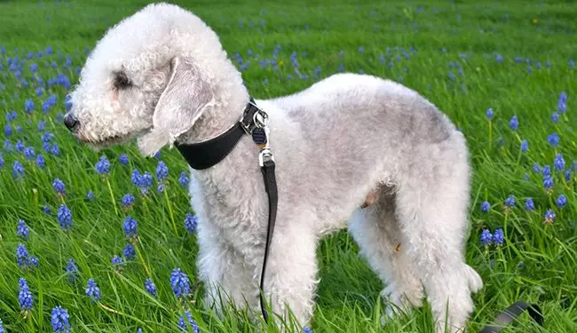 Bedlington Terrier (37 រូបថត): ការពិពណ៌នាពូជ។ ចរិតរបស់កូនឆ្កែ។ ប្រភេទនៃឆ្កែកាត់សក់។ អ្វីដែលត្រូវចិញ្ចឹមពួកគេ? 23064_36