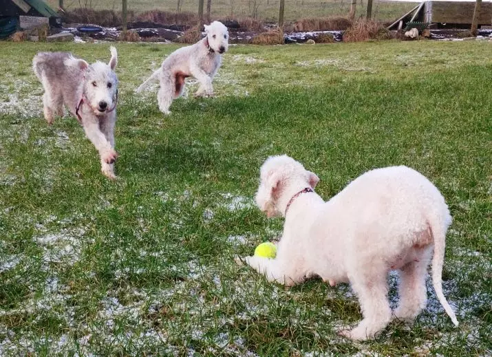 Bedlington Terrier (Picha 37): Maelezo ya kuzaliana. Tabia ya watoto wachanga. Aina ya mbwa wa kukata nywele. Nini cha kuwalisha? 23064_37