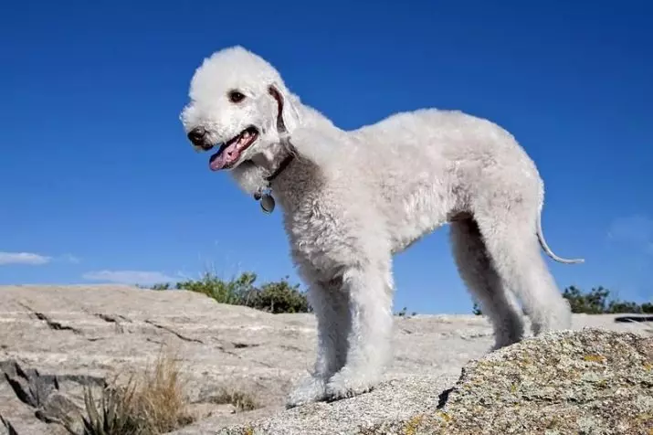 Bedlington Terrier (37 fotoj): Raso Priskribo. Karaktero de hundidoj. Tipoj de tondaj hundoj. Kion nutri ilin? 23064_5