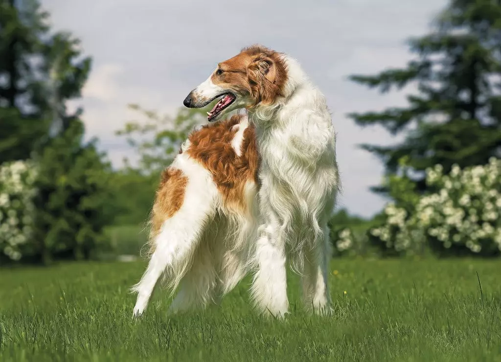 Bedlington Terrier (37 فوٹو): نسل کی وضاحت. puppies کے کردار. بال کٹوانے کے کتوں کی اقسام انہیں کھانا کھلانا کیا ہے؟ 23064_6