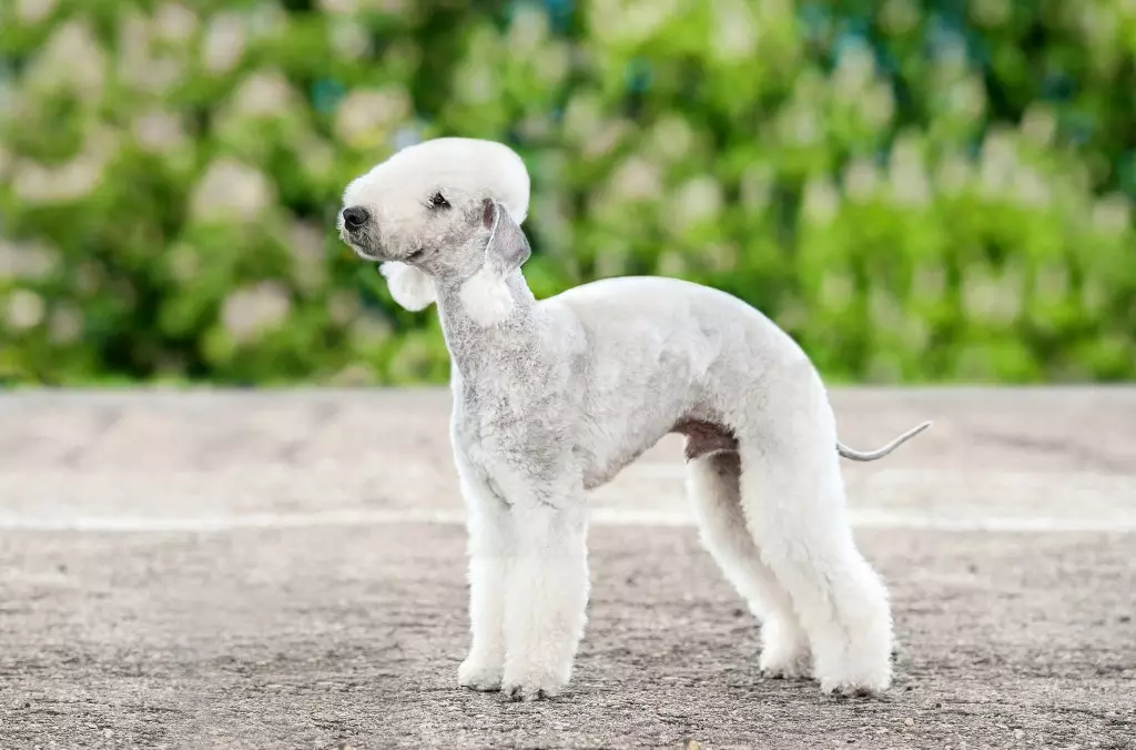 Bedlington Terrier (37 fotos): Descripció de la raça. Caràcter dels cadells. Tipus de gossos de cabells. Què els alimentar? 23064_7