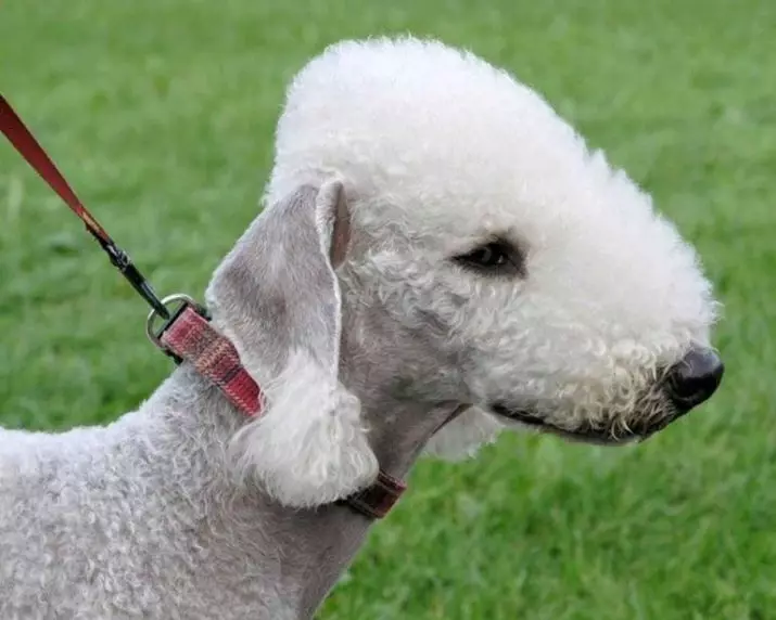 Bedlington Terrier (37 fotos): Descripció de la raça. Caràcter dels cadells. Tipus de gossos de cabells. Què els alimentar? 23064_8