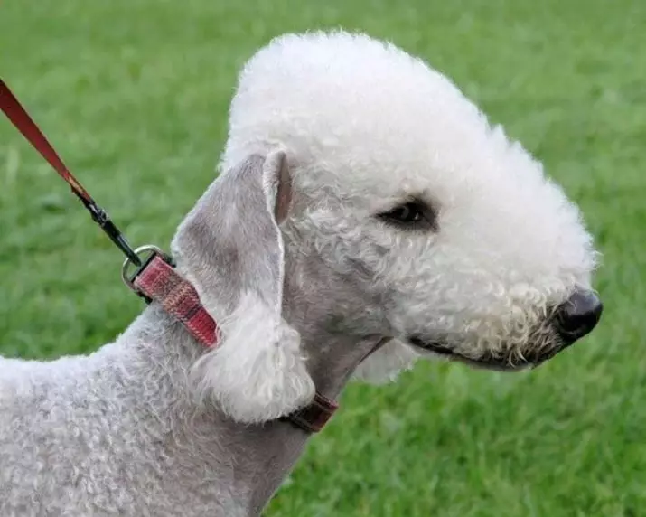 Bedlington Terrier (37 ဓာတ်ပုံများ): မွေးရပ်မြေဖော်ပြချက်။ ခွေးပေါက်စ၏ဇာတ်ကောင်။ ဆံပင်ညှပ်ခွေးအမျိုးအစားများ။ အဘယ်အရာကိုကျွေးမွေးရမည်နည်း။ 23064_8