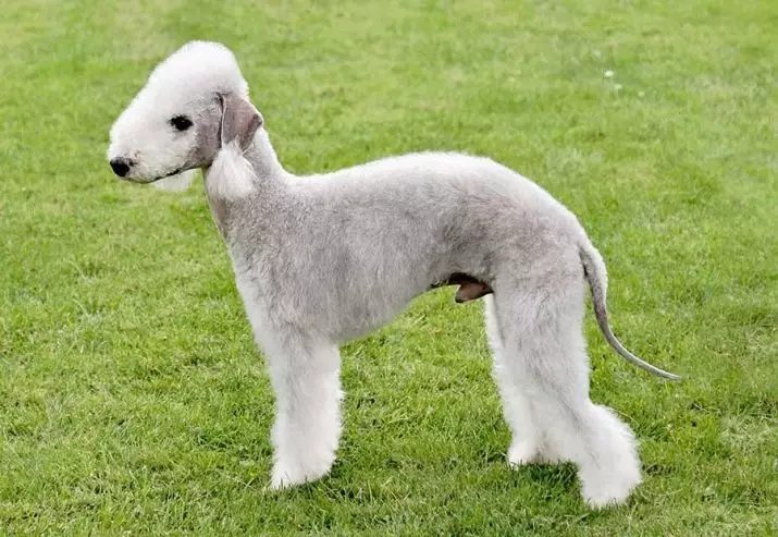 Bedlington Terrier (37 fotos): Raza Descrición. Carácter de cachorros. Tipos de cans de pelo. Que alimentas? 23064_9