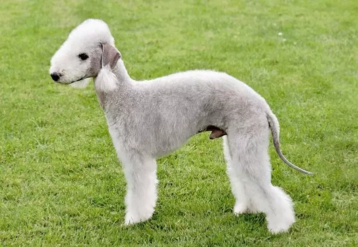 Bedlington Terrier (linepe tse 37): Tlhaloso ea mofuta o mong. Semelo sa malinyane. Mefuta ea lintja tsa moriri. Seo ba ka ba fepang tsona? 23064_9