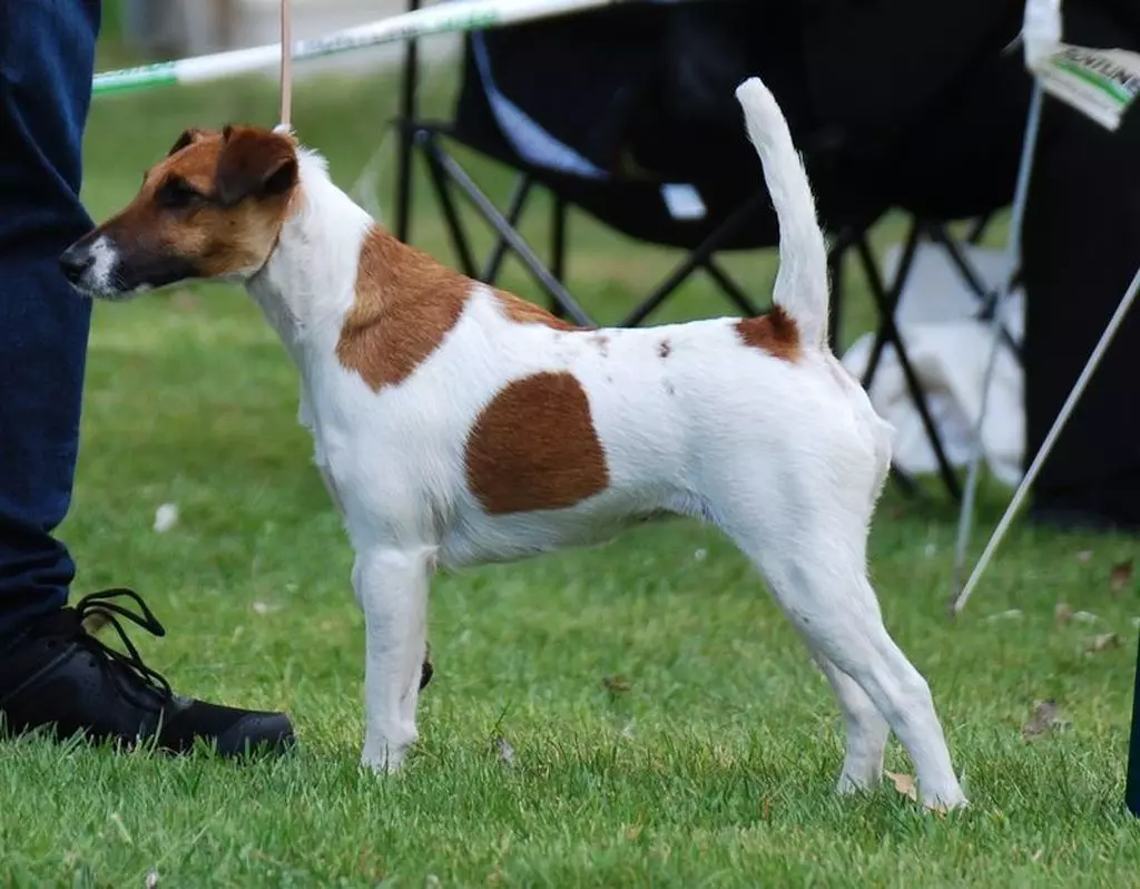 Liso Fox Terrier (32 fotos): Descrição da raça Shorthair, características do caráter. Quantos cães você mora? 23065_11
