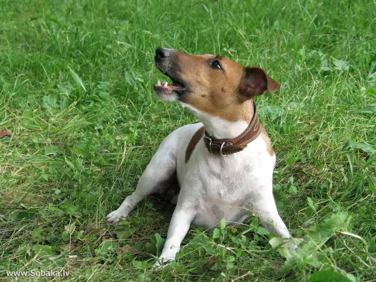 Liscio Fox Terrier (32 foto): Descrizione della razza Shorthair, caratteristiche del personaggio. Quanti cani vivi? 23065_12