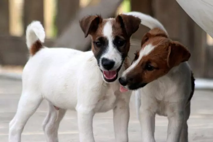 صاف روباه تریر (32 عکس): شرح نژاد Shorthair، ویژگی های شخصیت. چند سگ زندگی می کنید؟ 23065_14